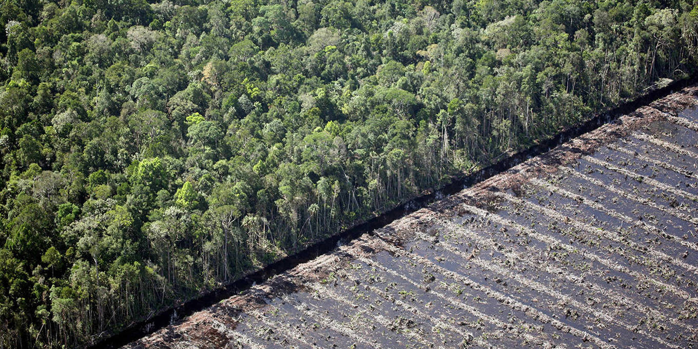 How Can the New EU Regulation Achieve Deforestation-Free Supply Chains ...