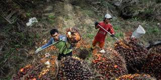 klee8_Giles ClarkeGetty Images_palm oil malaysia