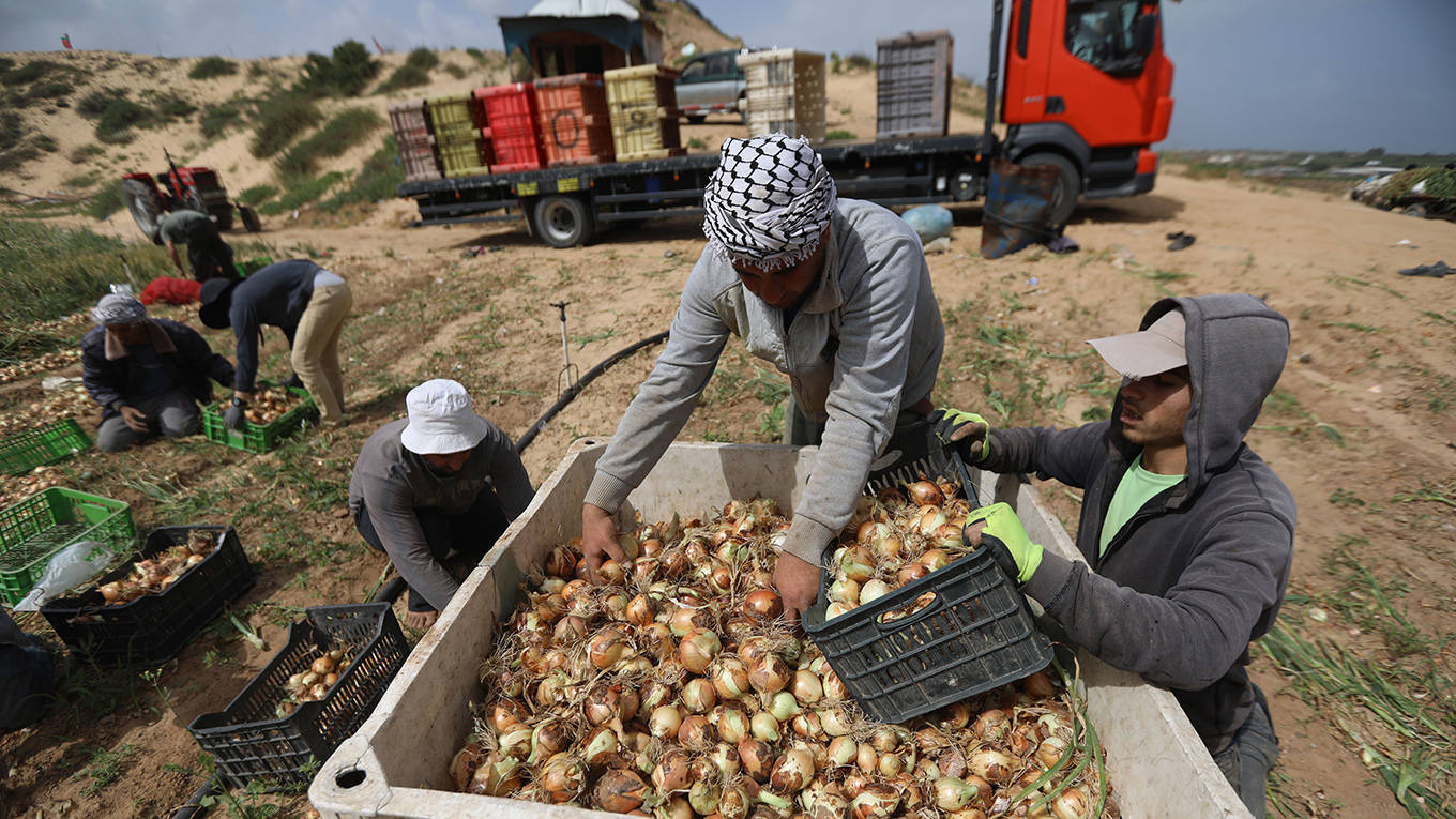 boskin64_MajdiFathiNurPhotoviaGettyImages_palestinianspickingonions