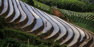 Farmer from the Red Dao ethnic group in northern Vietnam prepares terraced rice paddies for planting in Ban Ho village near Sapa, with agricultural work underway in layered mountain fields during the rice planting season.