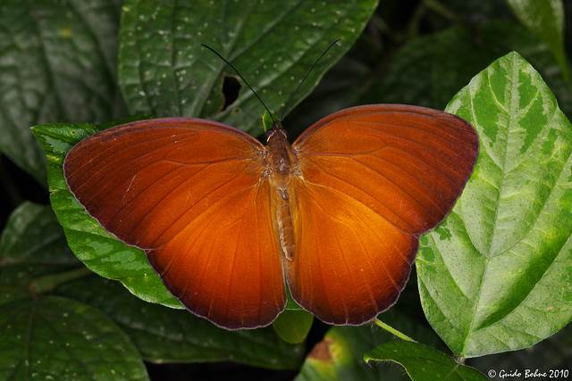 Faun butterfly rain forest