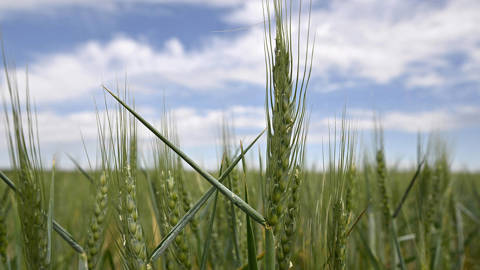 rosman1_GENYA SAVILOVAFP via Getty Images_putin wheat crisis