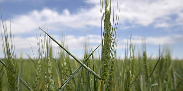 rosman1_GENYA SAVILOVAFP via Getty Images_putin wheat crisis