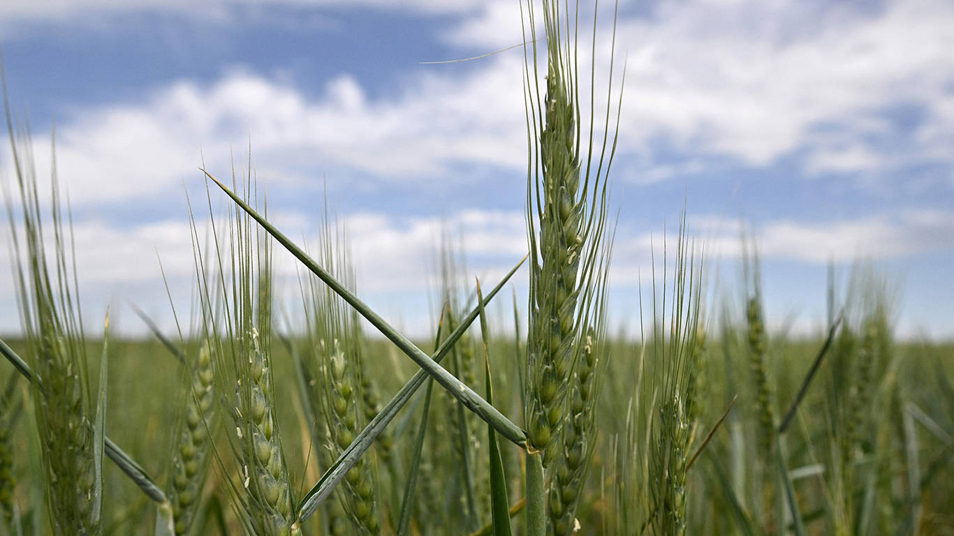 rosman1_GENYA SAVILOVAFP via Getty Images_putin wheat crisis