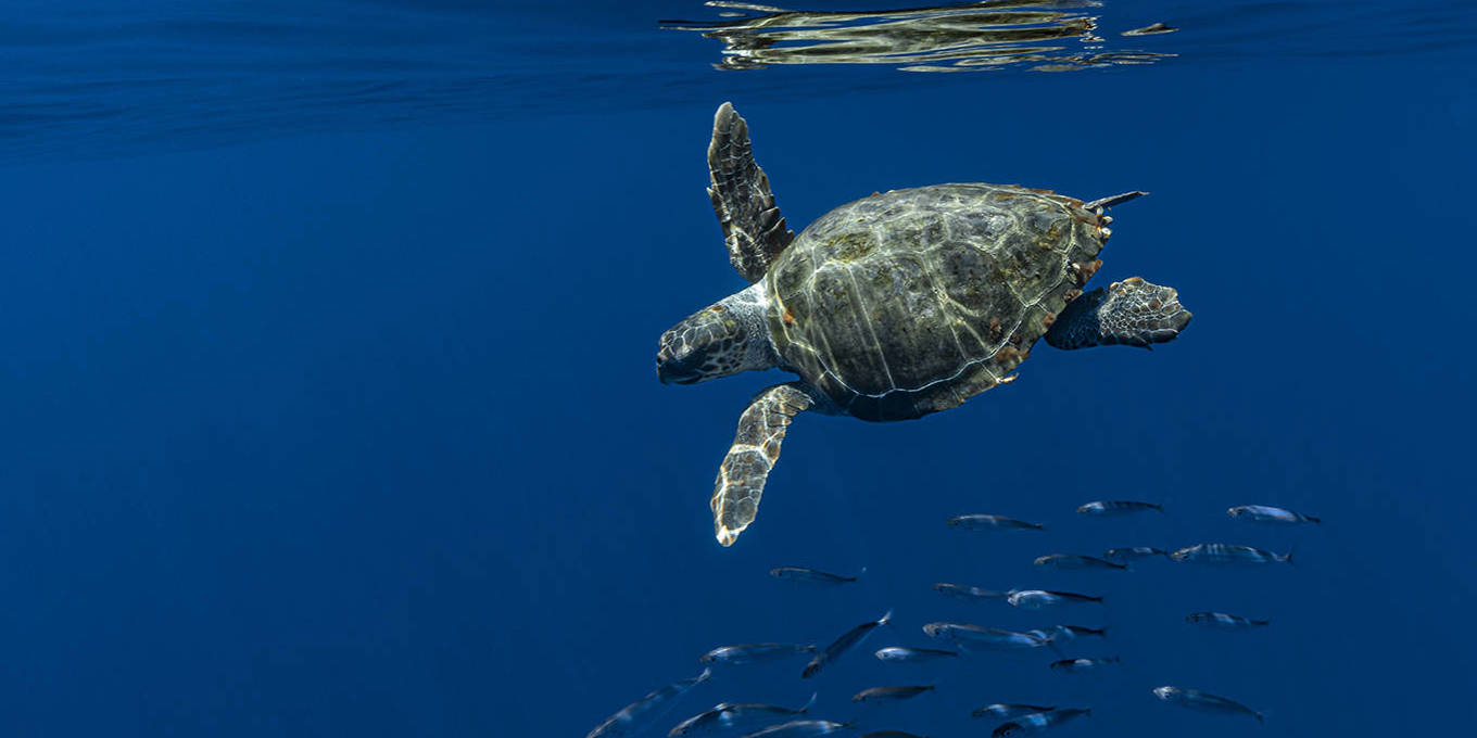 Sea turtle swimming with fish.