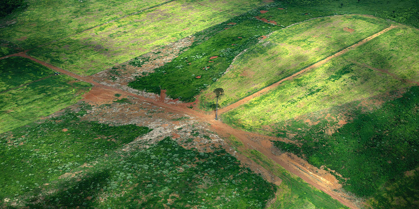Brazil’s Moment to Lead on Forest Conservation